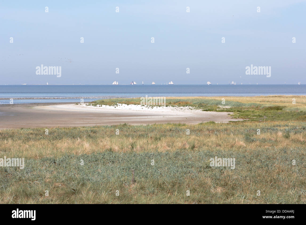 Paesaggio palustre sull isola Griend, Paesi Bassi Foto Stock