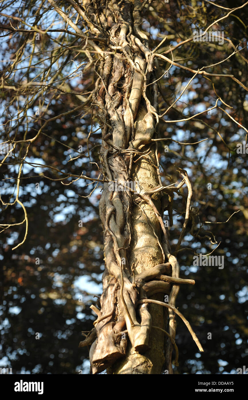 Alberi annodate insieme,beauty, forma d'arte , luce texture Foto Stock