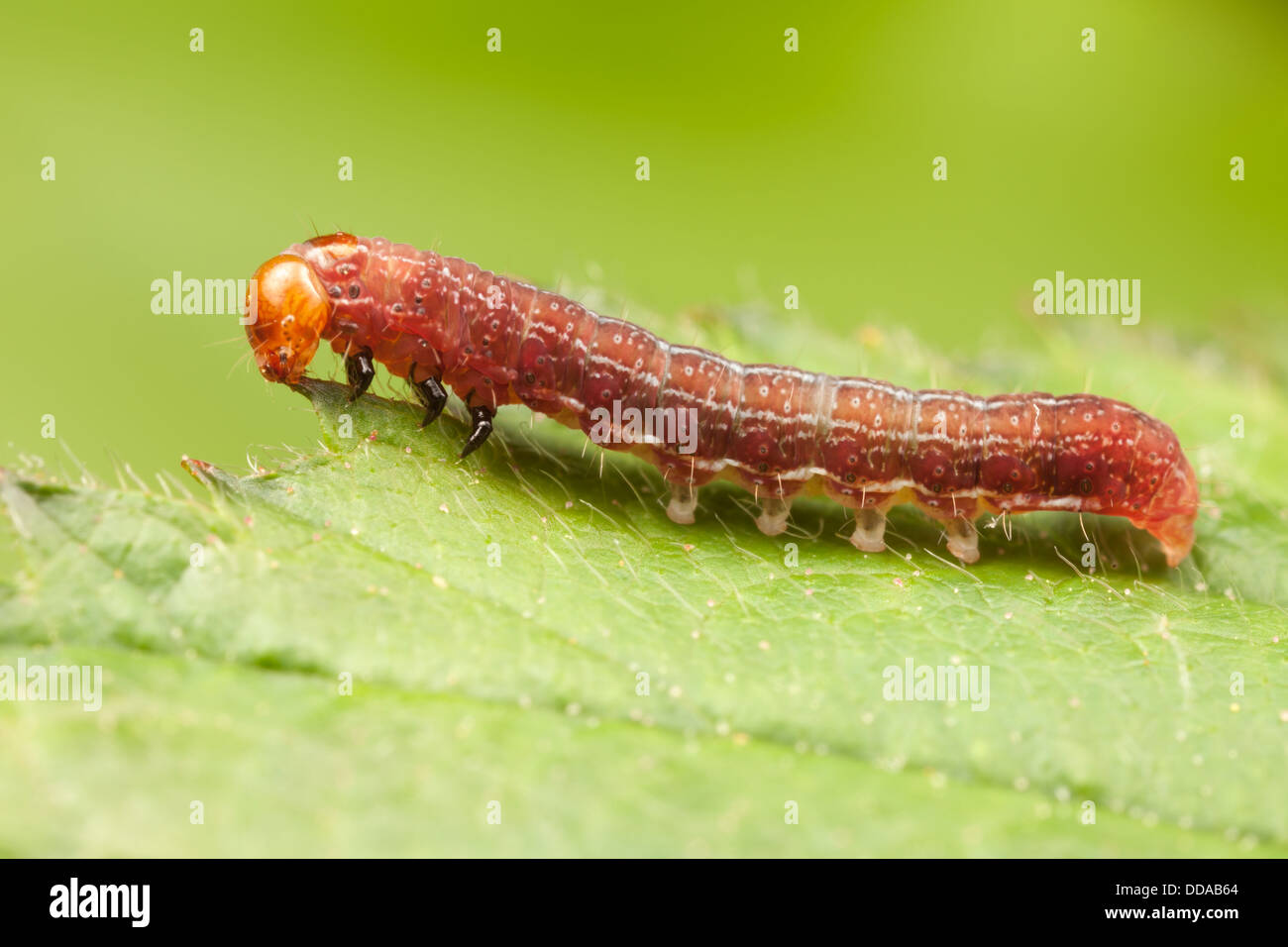 Tre-spotted Sallow Tarma (Eupsilia tristigmata) caterpillar (larva), inizio alimentazione instar su wild blackberry foglie. Foto Stock