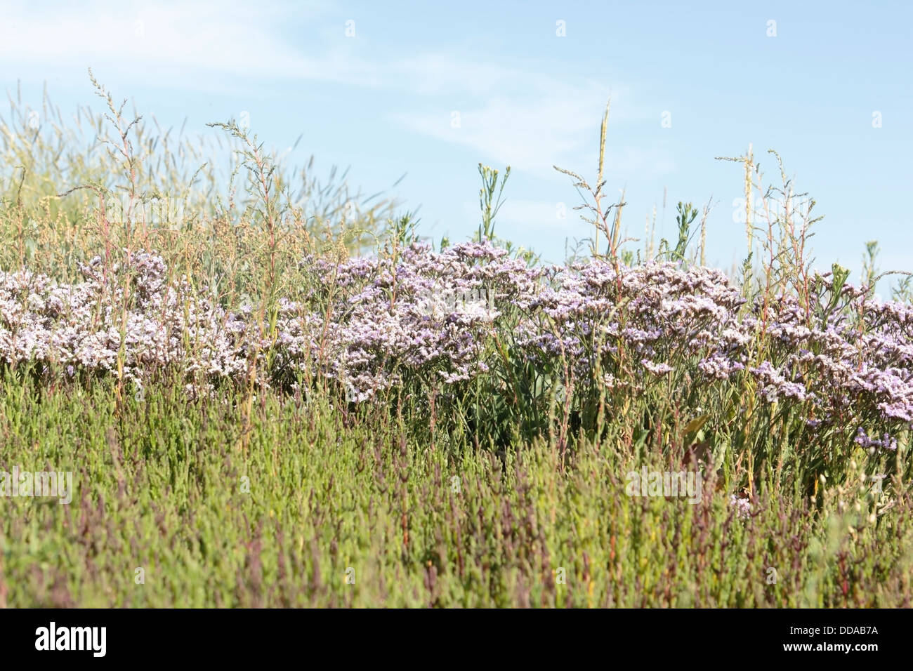 Fioritura Lamsoor sull isola Griend, Paesi Bassi Foto Stock