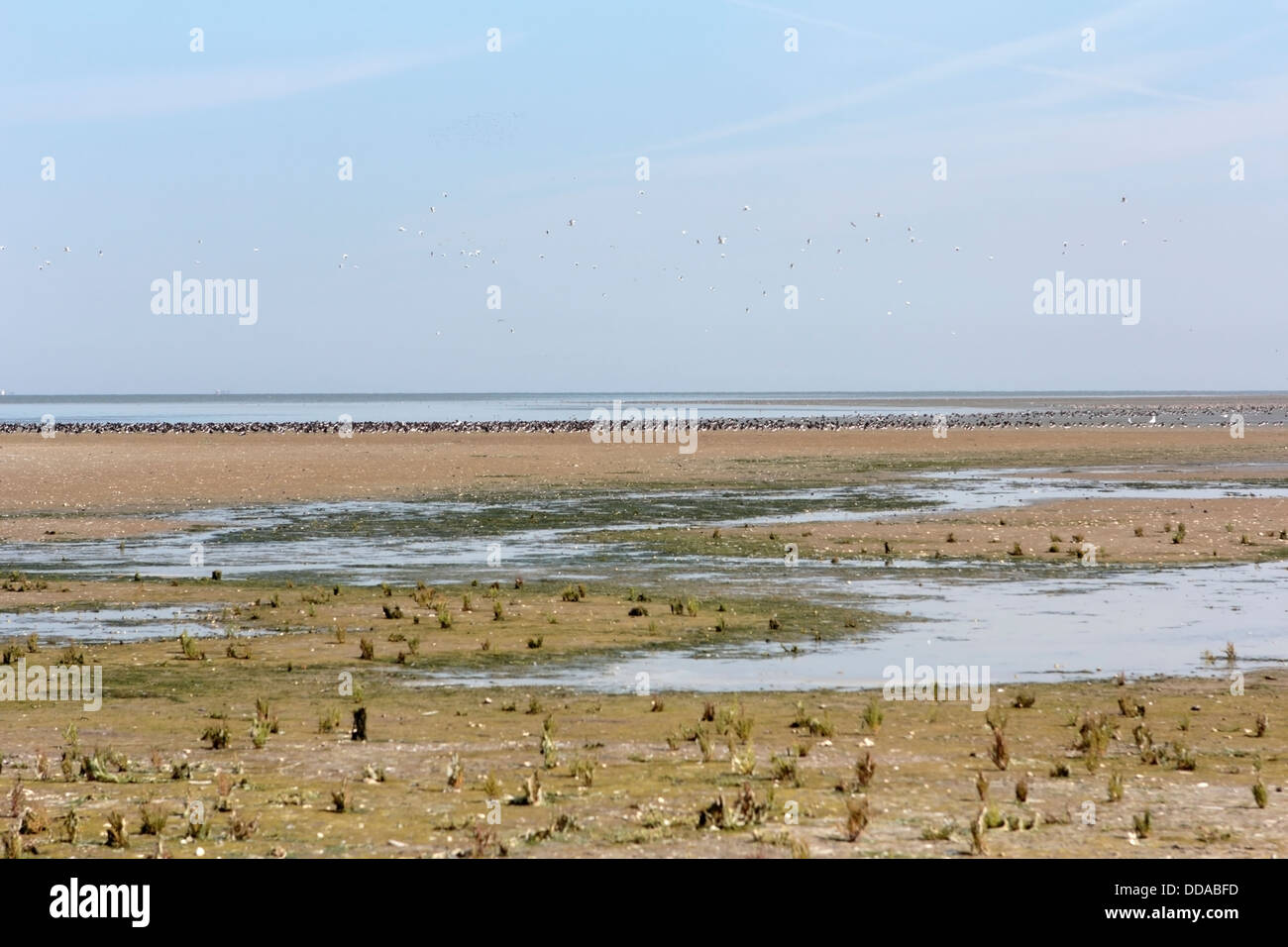 Paesaggio Isola Griend, Paesi Bassi Foto Stock