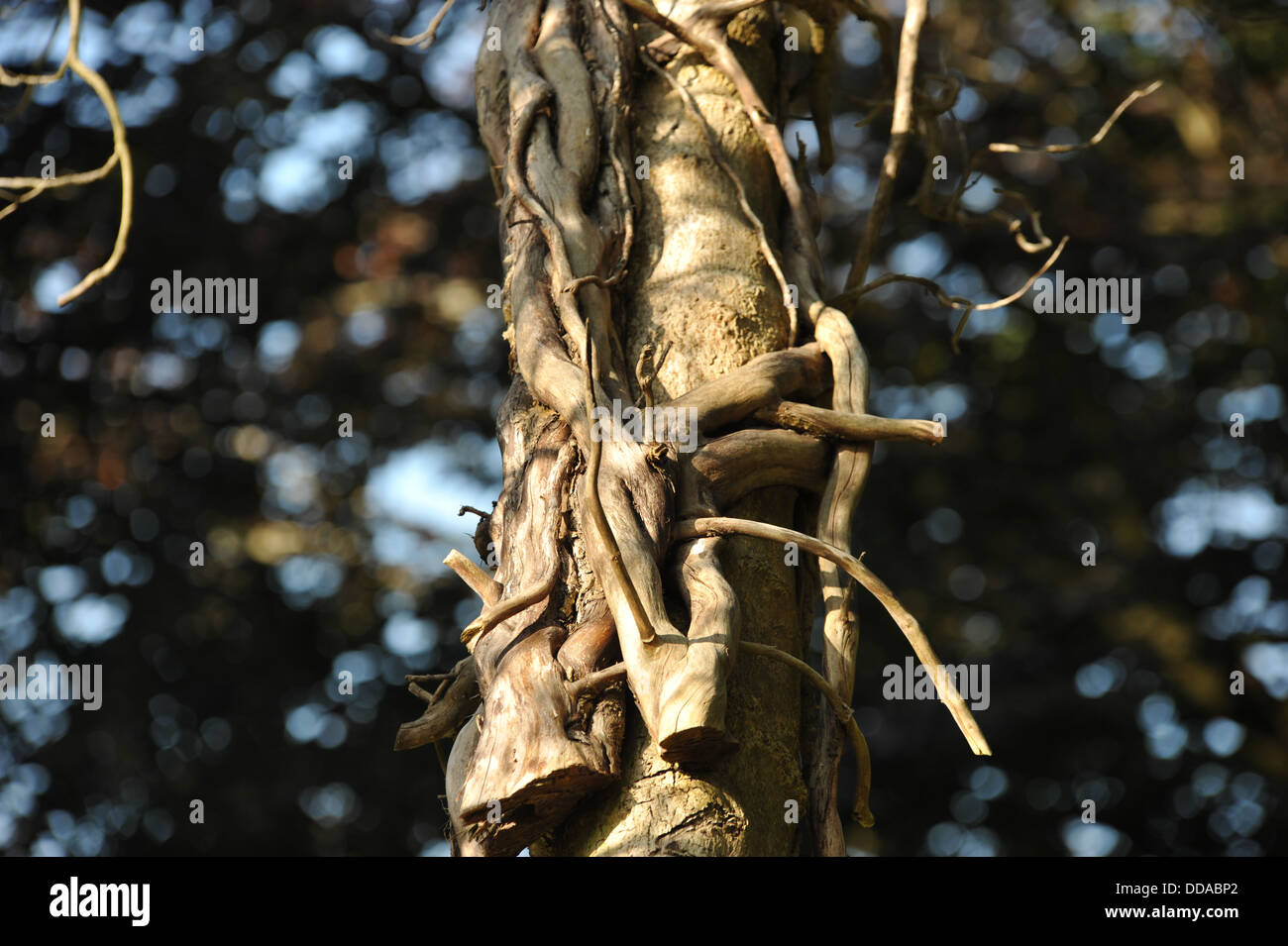 Alberi annodate insieme,beauty, forma d'arte , luce texture Foto Stock