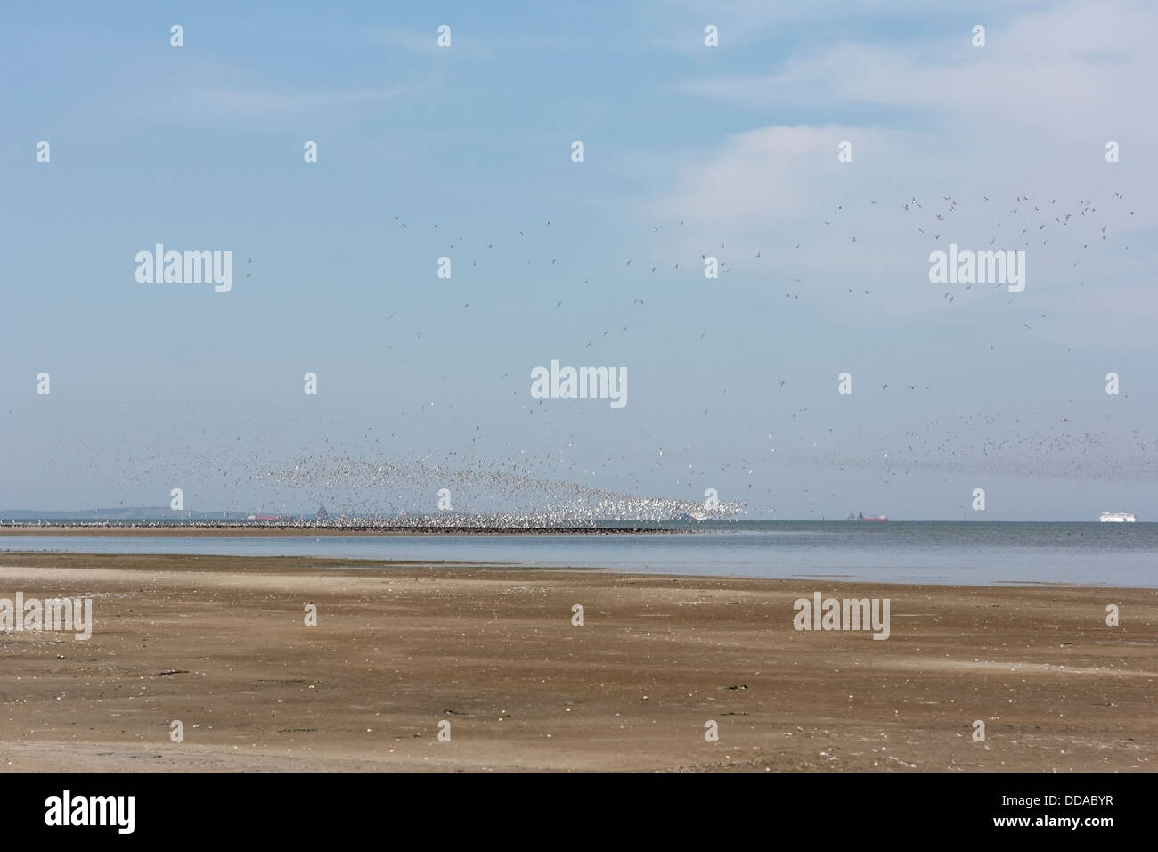 La Palude Salata con oystercatchers sull isola di Wadden Griend, Paesi Bassi Foto Stock