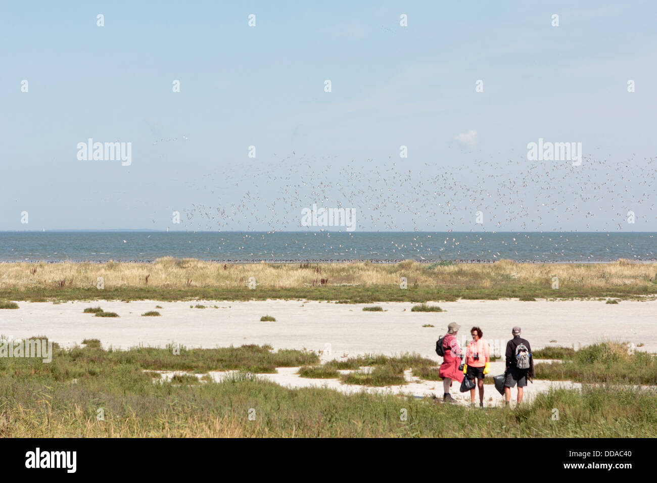 Escursione di marea Griend isola, Paesi Bassi Foto Stock