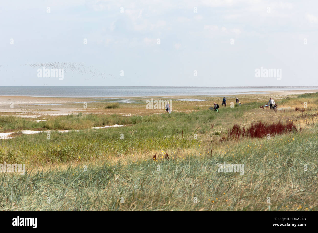 Escursione a Sandbar Grient, Paesi Bassi Foto Stock