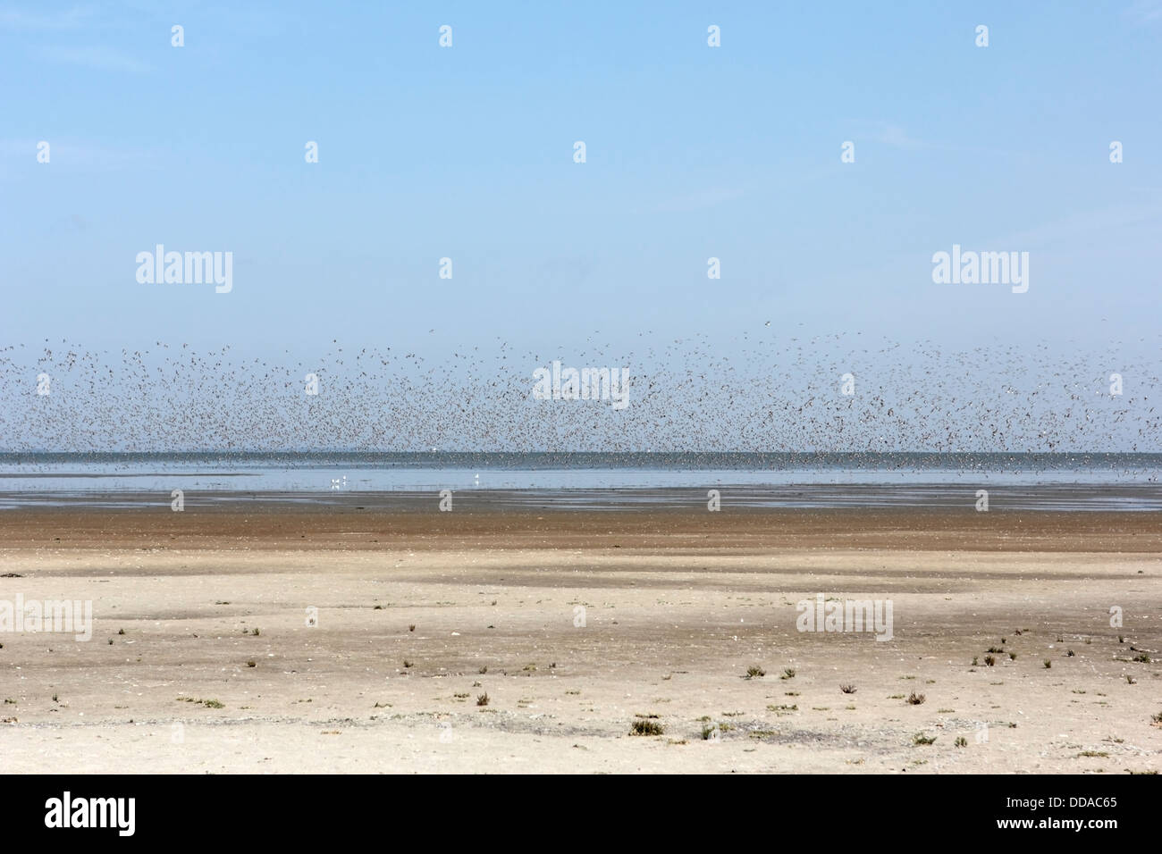 Paesaggio con Oystercatchers, Paesi Bassi Foto Stock