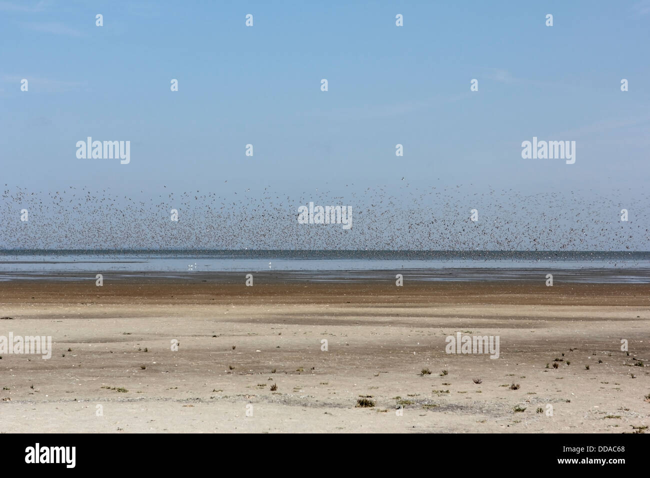 Sciame oystercatchers oltre il mare di Wadden, Paesi Bassi Foto Stock