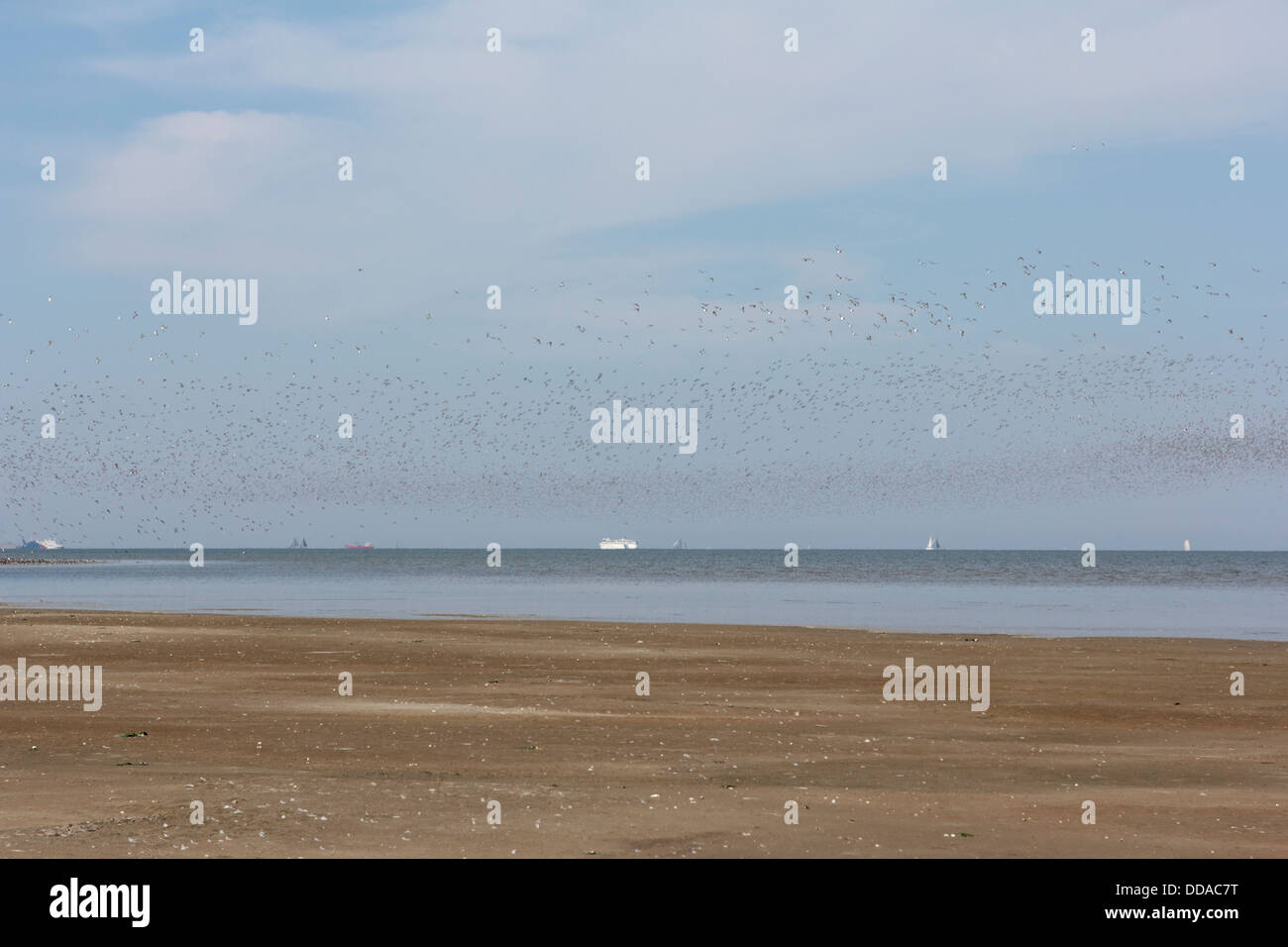 Guarda sul mare di Wadden velme dall' Isola Griend, Paesi Bassi Foto Stock