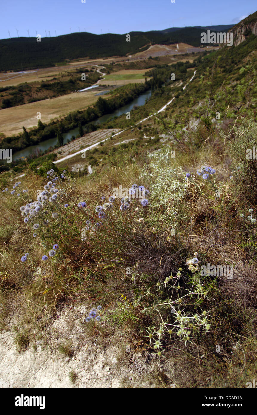 Vista del fiume Salazar, vicino a Foz de Lumbier. Blossom cardi in primo piano elettrico, mulini a vento dietro. Foto Stock