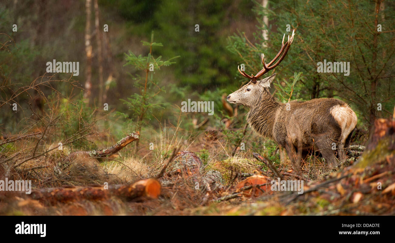 Un cervo rosso panoramico in una radura di foresta negli altopiani scozzesi, un bel esemplare con grandi corna sotto la pioggia Foto Stock