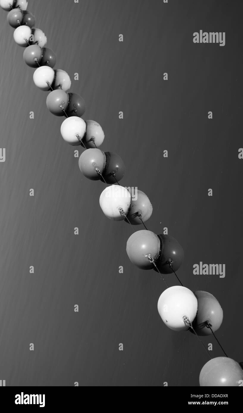 Acqua boe galleggianti sulla parte superiore di acqua calma perfettamente allineati in fila. Foto Stock