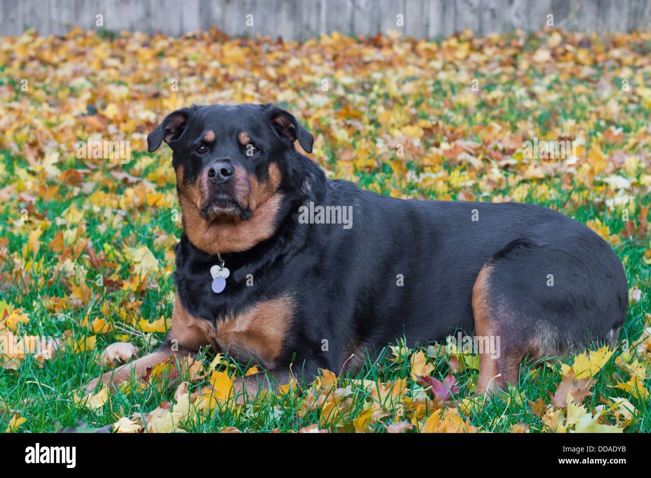Femmina adulta Rottweiler seduti fuori in un pomeriggio di caduta con foglie in background Foto Stock