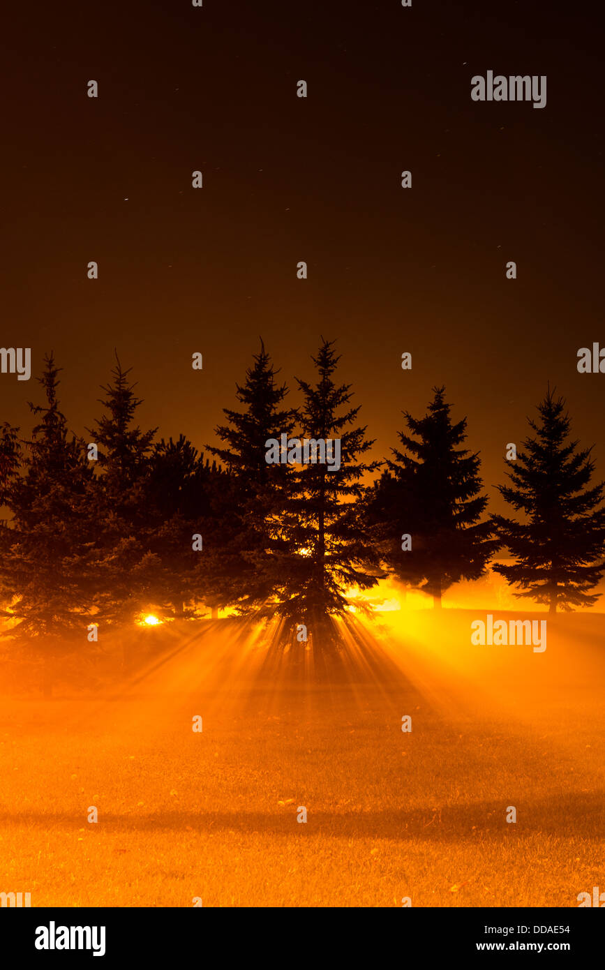 Luce proveniente attraverso gli alberi in una foresta di notte Foto Stock