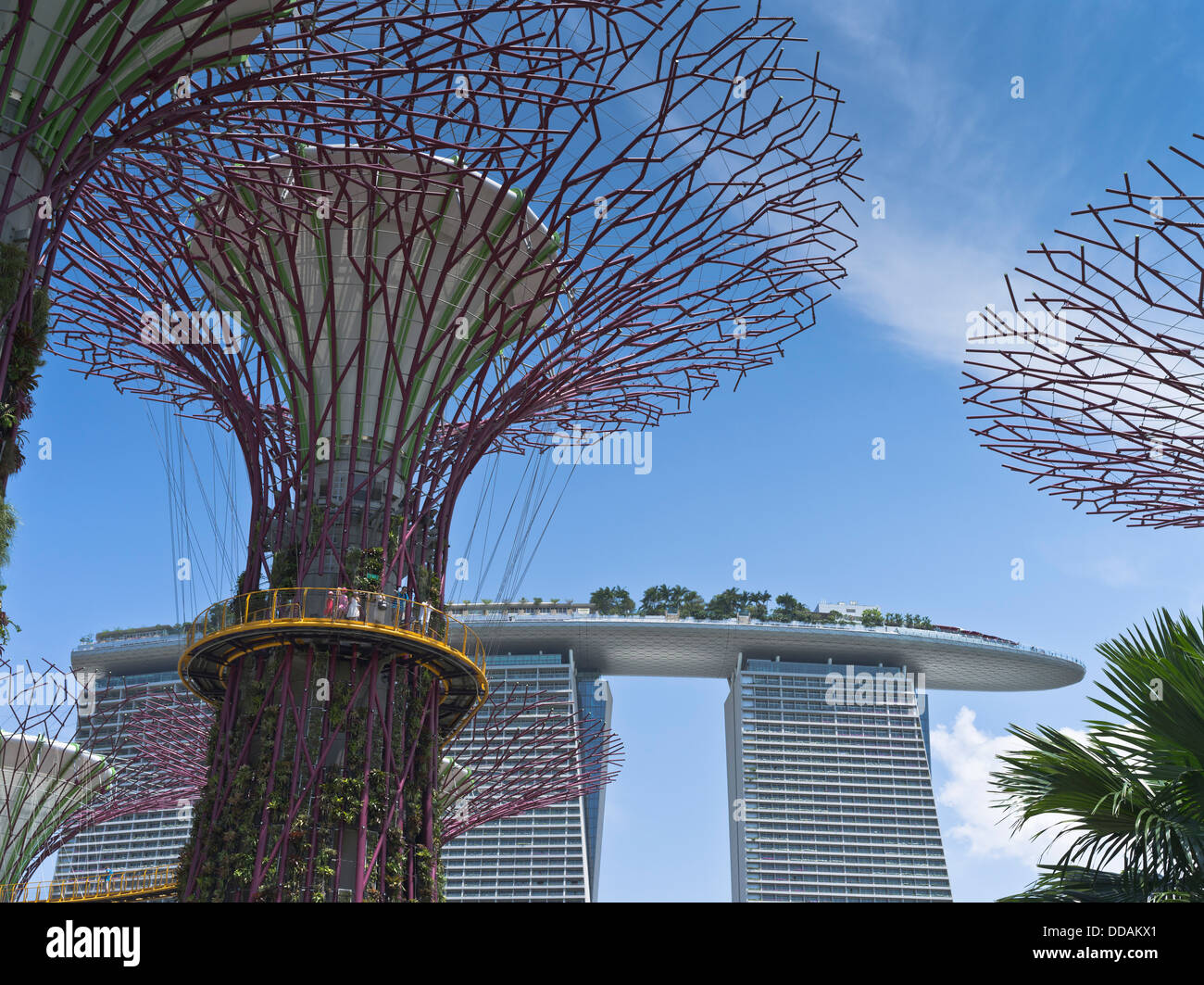 Dh Supertree Grove GARDENS dalla baia SINGAPORE Supertrees giardini verticali skyway passerella Marina Bay Sands Hotel sky garden Foto Stock