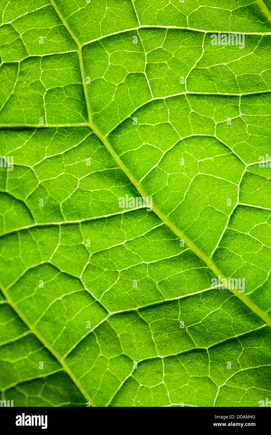 Foto macro sfondo con foglia verde superficie Foto Stock
