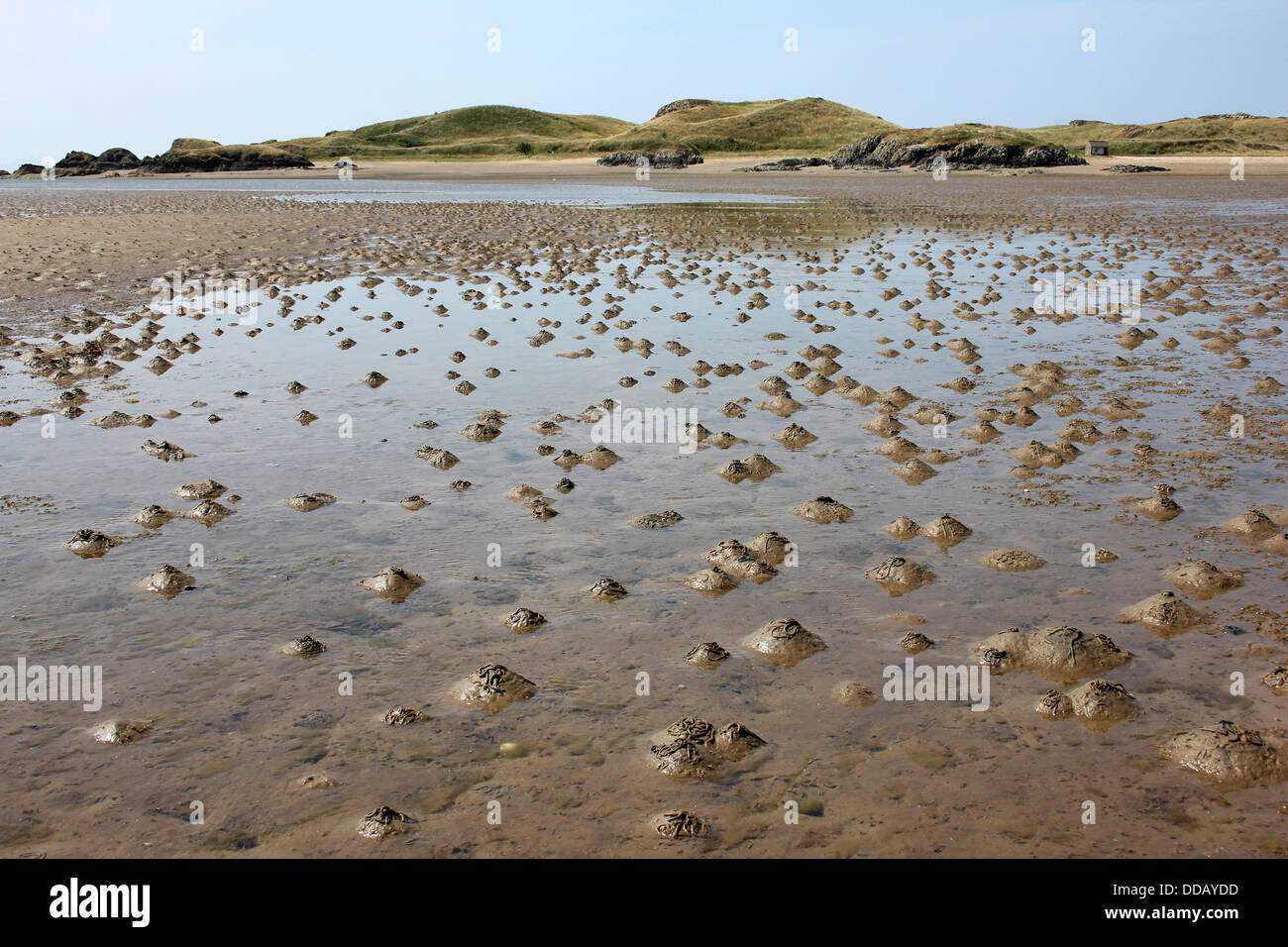 Lugworm getta sulla spiaggia di Newborough avvicinando Llanddwyn Island, Anglesey Foto Stock