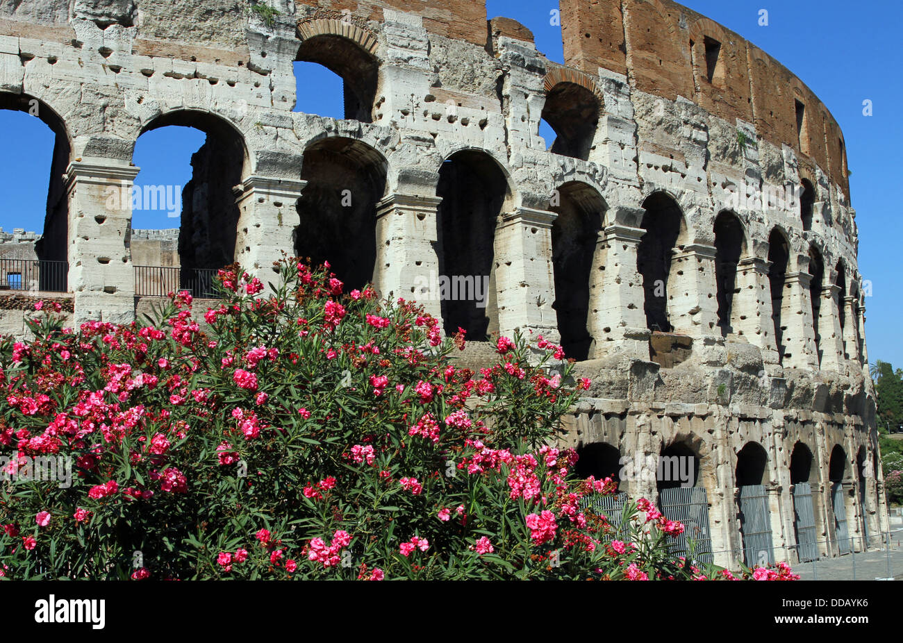 Gli archi del Colosseo tra piante fiorite di oleandri in Roma 3 Foto Stock