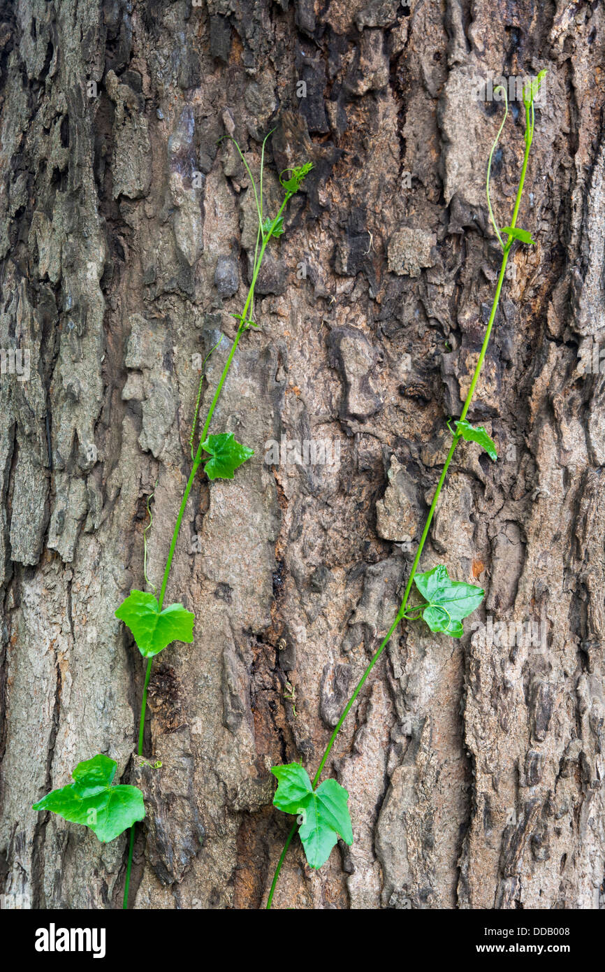 La crescita di pianta con struttura ad albero Foto Stock