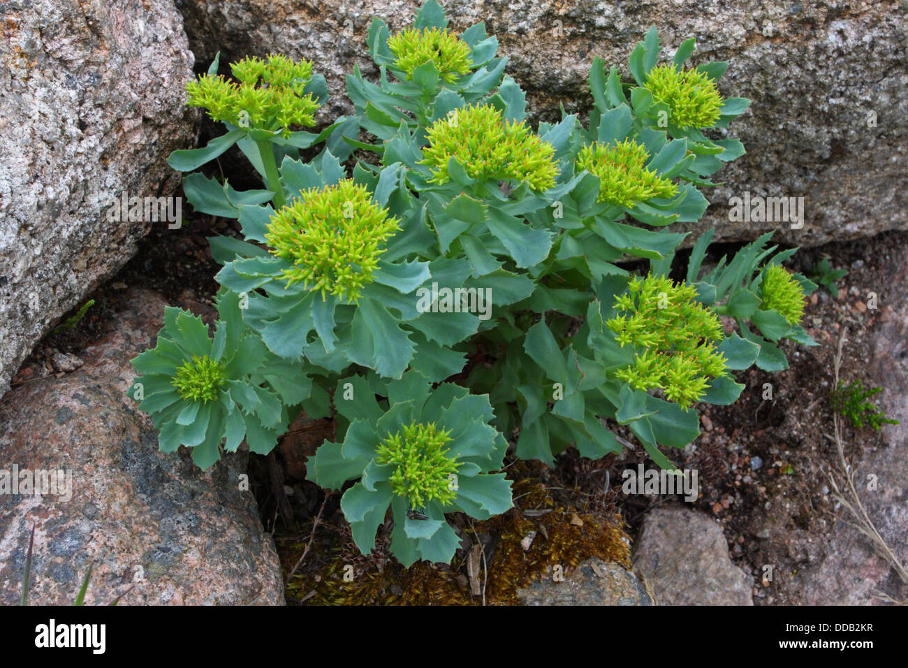 Roseroot, Rhodiola rosea, unico impianto crescente tra rocce, Cairngorms, Scotland, Regno Unito Foto Stock