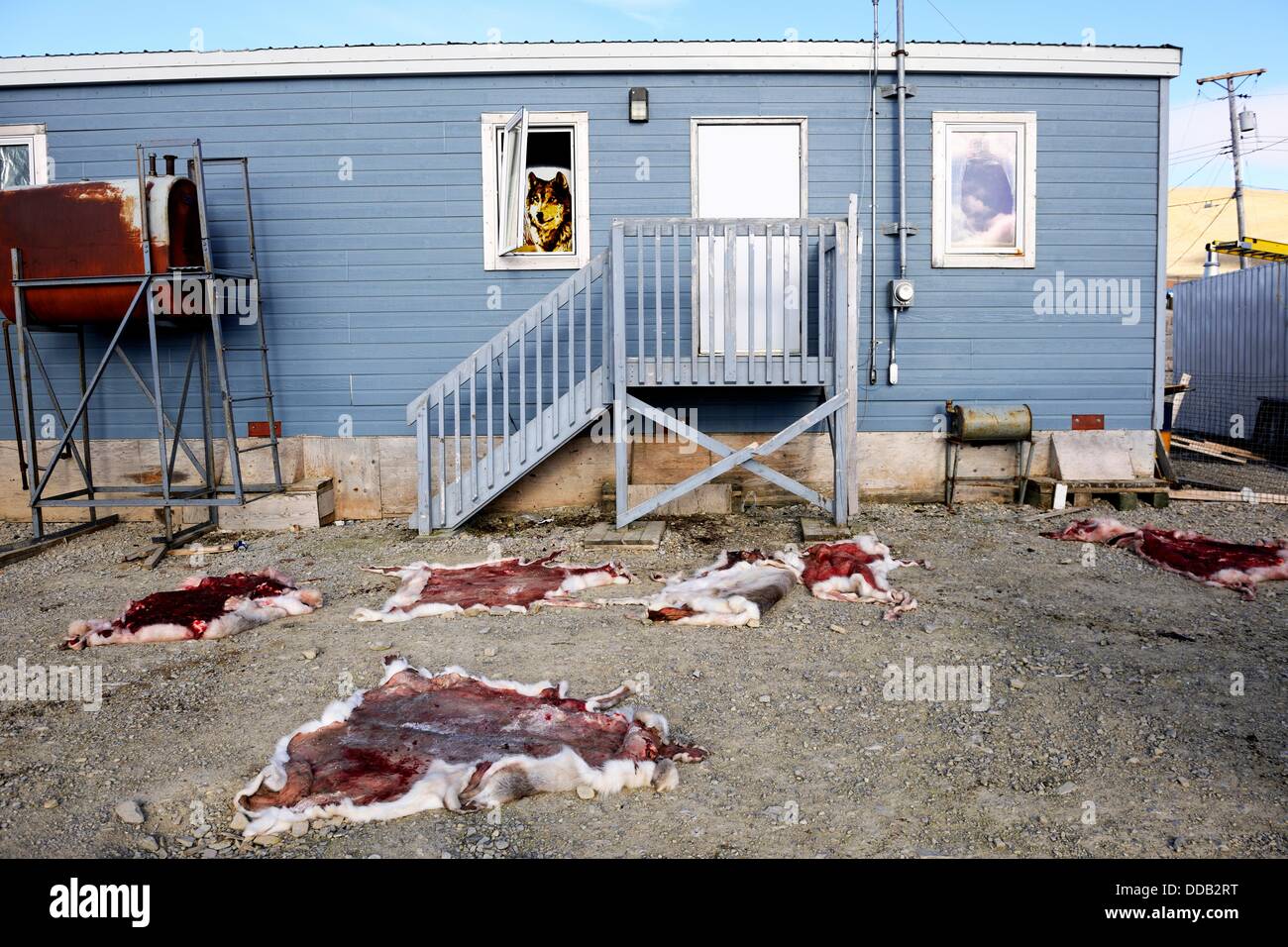 Essiccamento caribou Rangifer tarandus pelli, risoluta village, Cornwallis Island, Nunavut, Canada Foto Stock