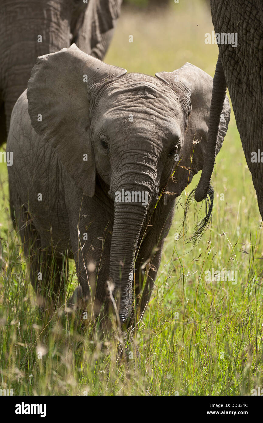 Baby Elephant a piedi con la mamma. Foto Stock