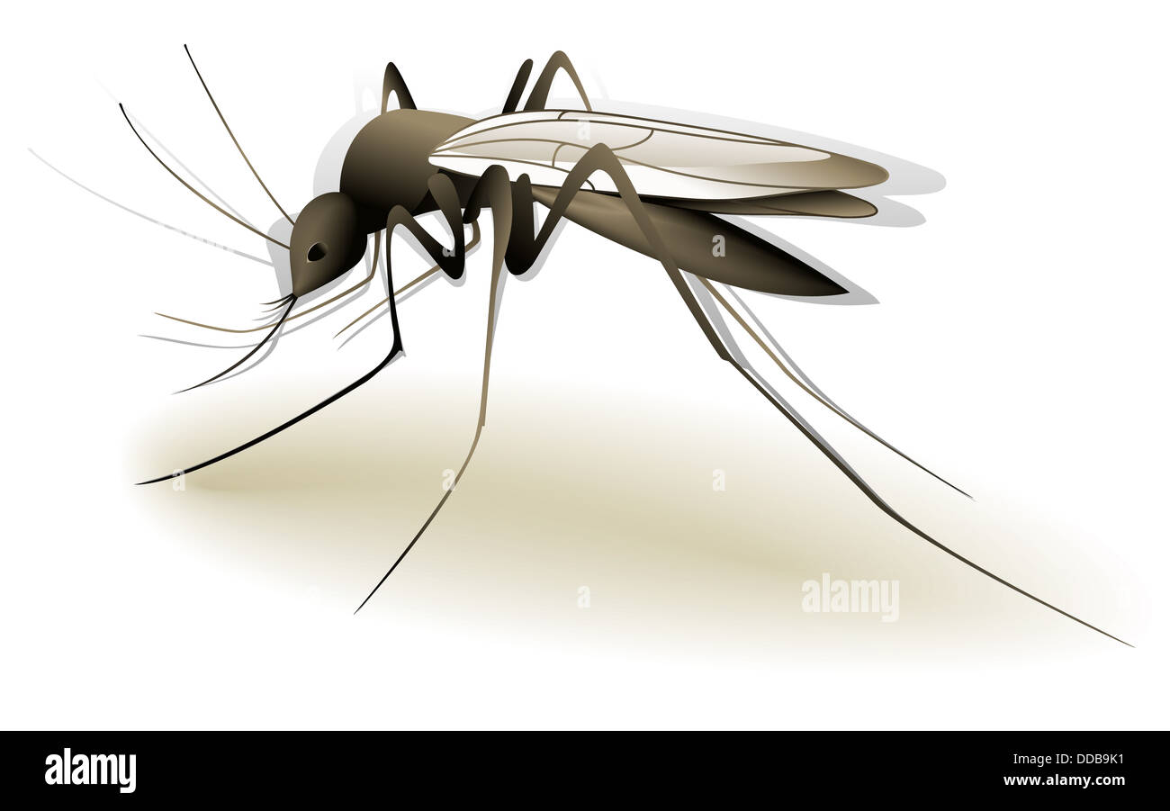 Zanzara Foto Stock
