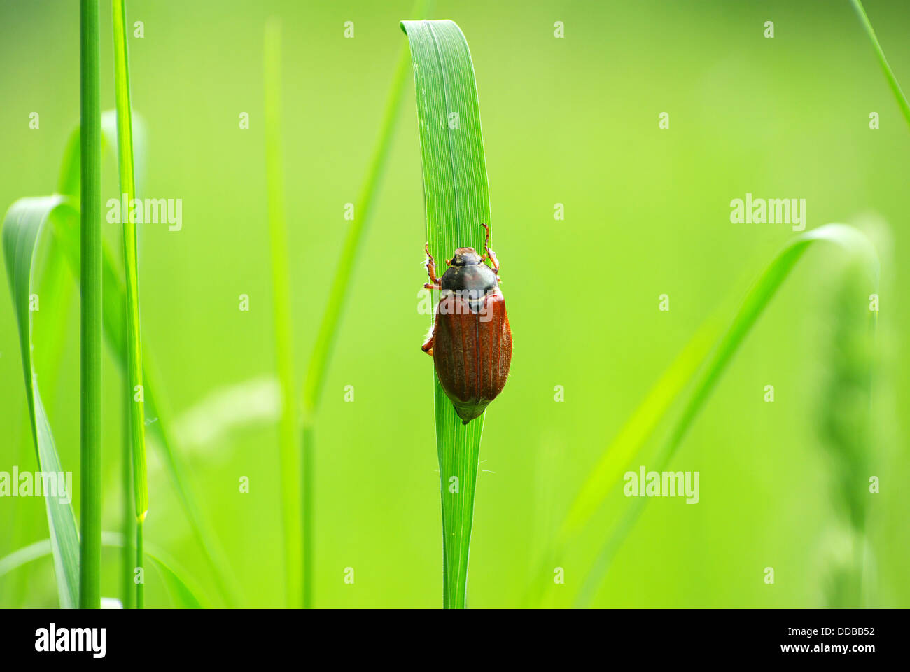 maggio-bug Foto Stock