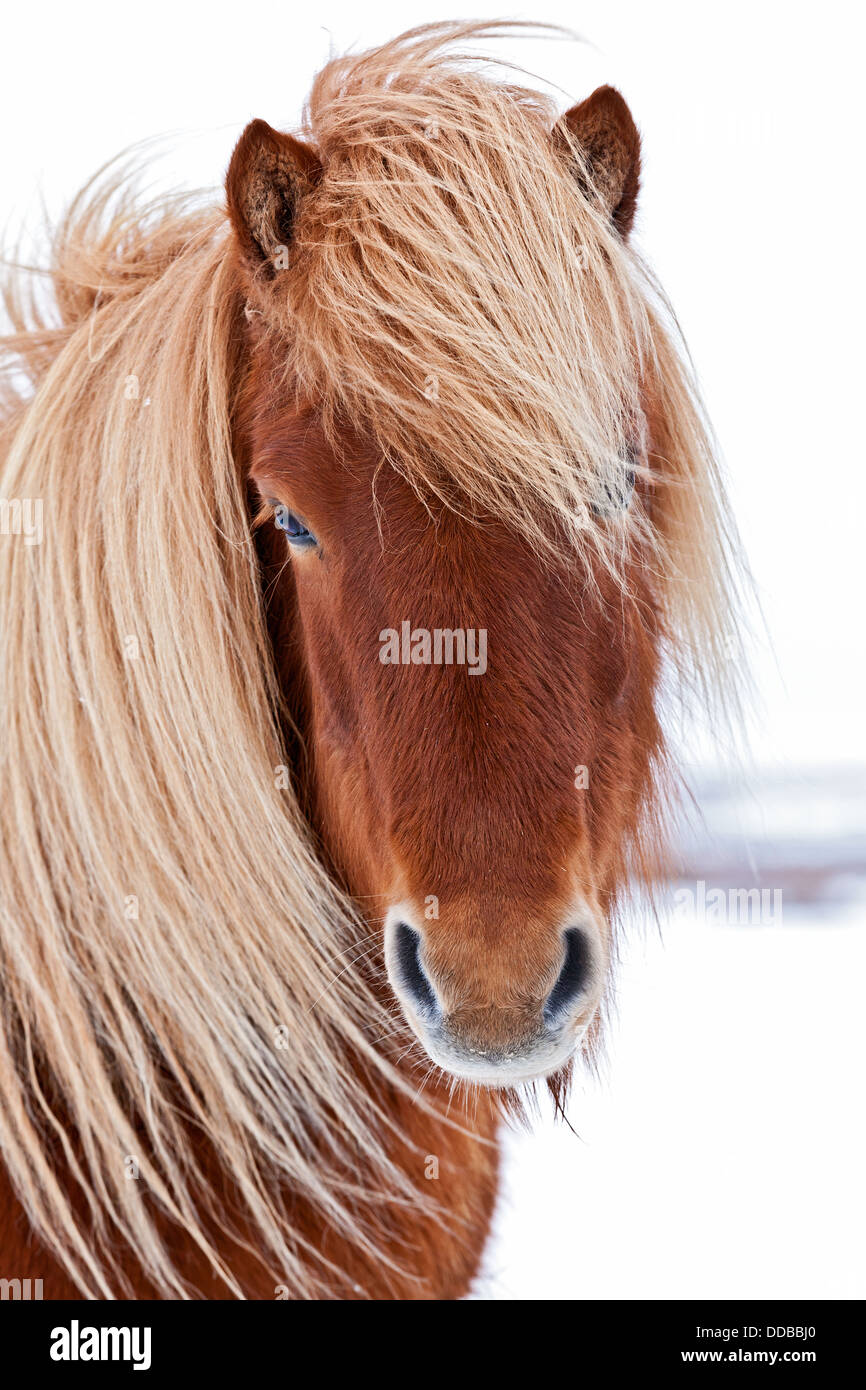 Close-up di un cavallo islandese contro lo sfondo di neve Foto Stock