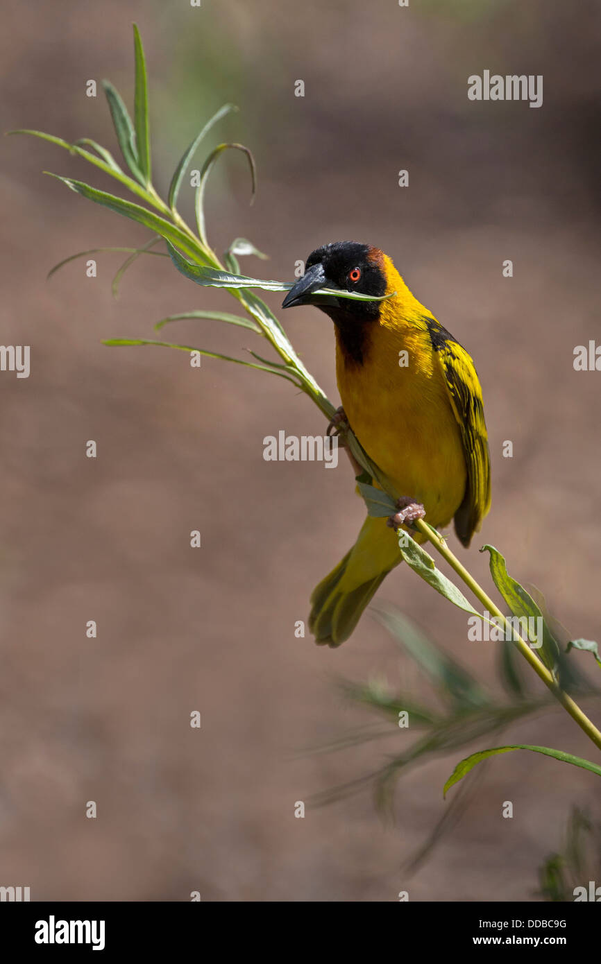 Maschio di Tessitore a testa nera con materiale di nido Foto Stock