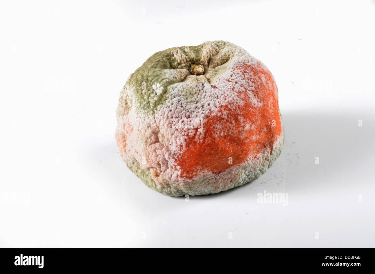 Il vecchio marcio arancione Foto Stock