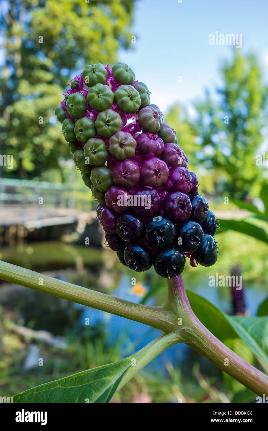 Phytolacca. Noto come Pokeweed. Mostra tutte le fasi di maturazione. Tutte le parti di questa pianta sono velenosi. Foto Stock