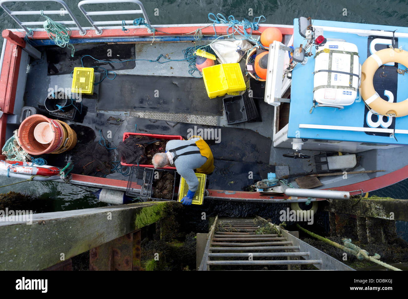 Il granchio pescatore al Molo Scalpay Goring Western Isles della Scozia UK Foto Stock