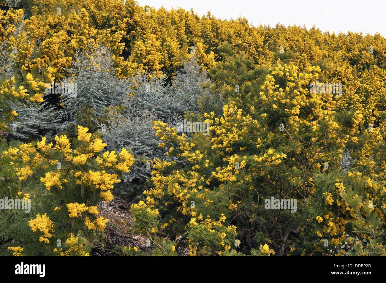 Mimosa, Tanneron massiccio, che ha la più grande foresta di mimosa selvatica  in Europa e le più grandi piantagioni di mimosa, Var Foto stock - Alamy