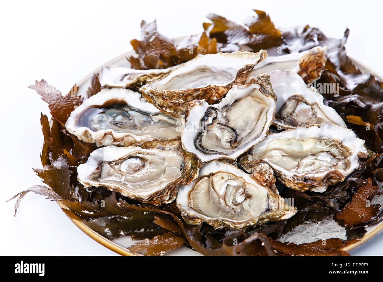 Aprire oyster super speciale con alghe marine e ghiaccio su sfondo bianco Foto Stock
