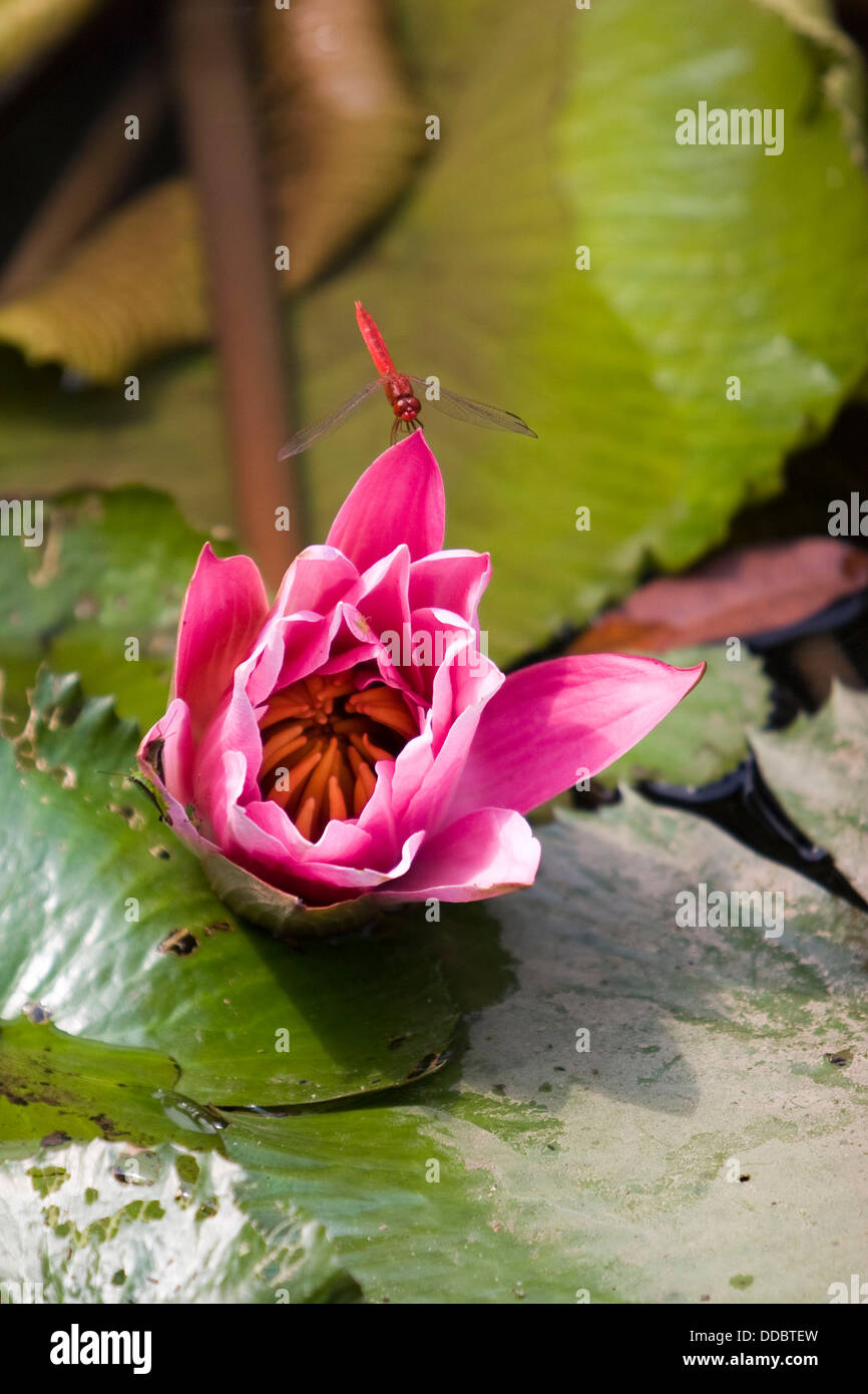 Una Libellula rossa luppolo su un fiore di loto Foto Stock