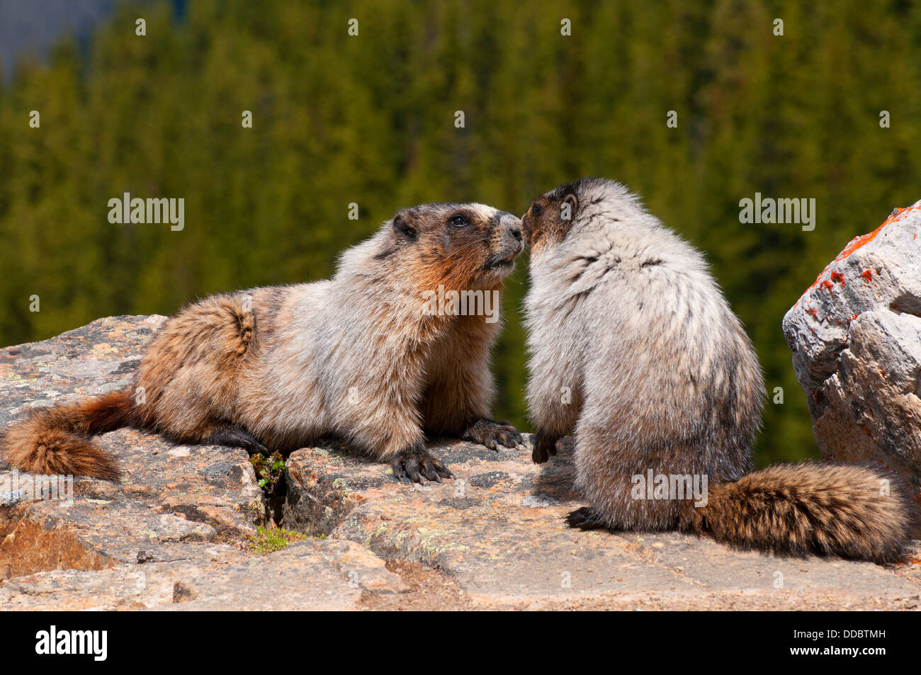 La marmotta, il Parco Nazionale di Banff, Alberta, Canada Foto Stock