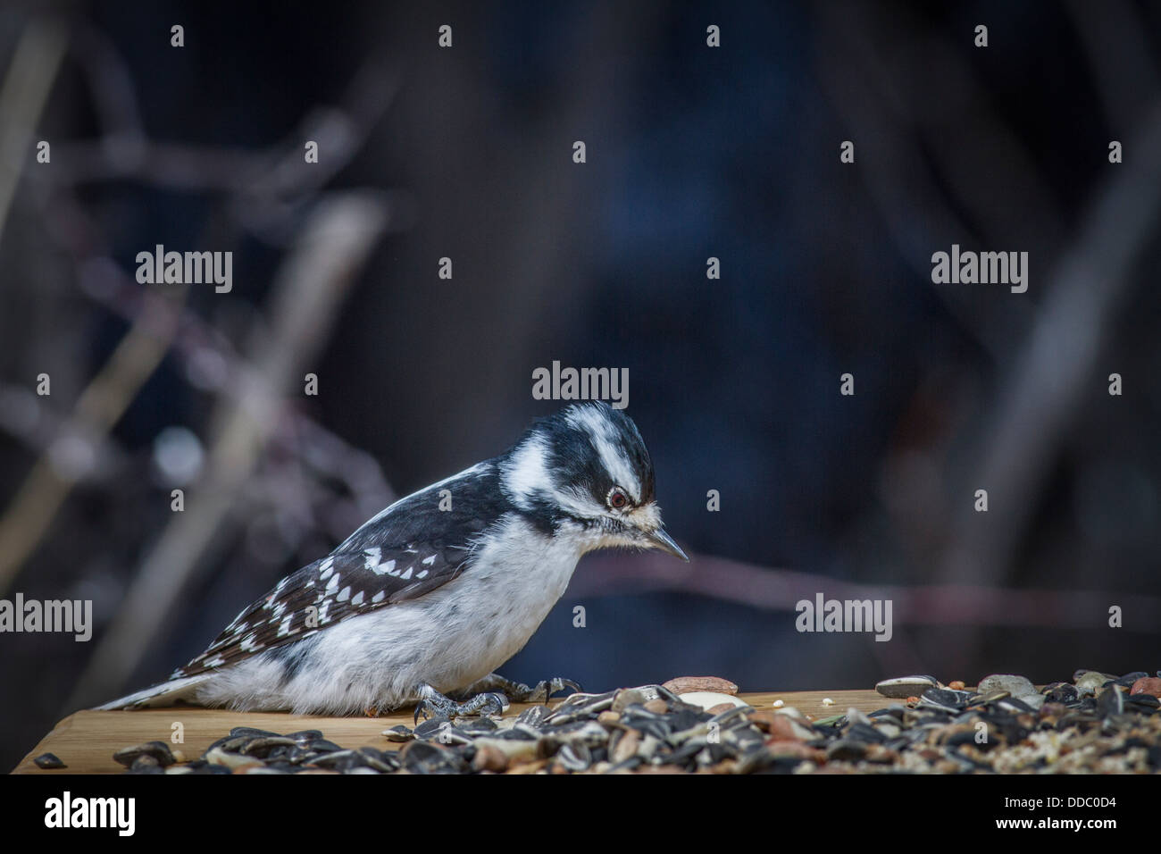 Picchio roverella (Picoides villosus) abbastanza in bianco e nero colorato ritratto femminile, in corrispondenza di un alimentatore del cortile, controllo fuori il cibo. Foto Stock