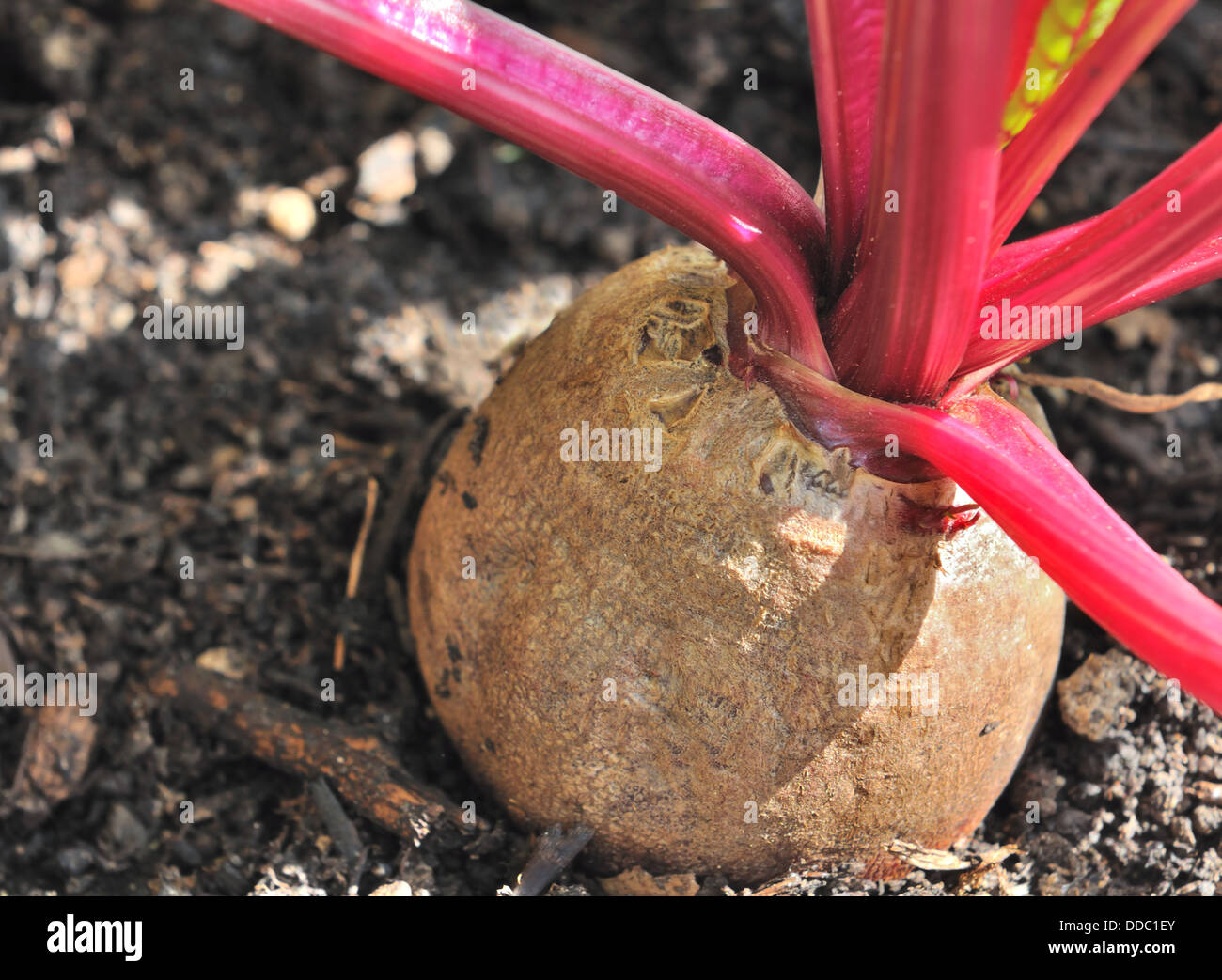 Chiudere fino a barbabietole coltivate in un giardino Foto Stock