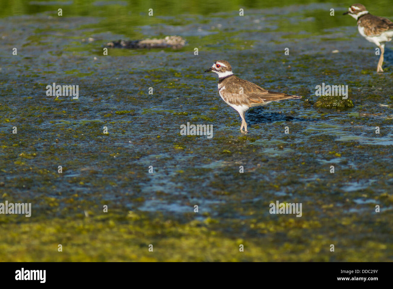 Killdeer (Charadrius vociferus) grazioso e colorato in piedi di uccelli, sul litorale, parte del suo habitat naturale Foto Stock