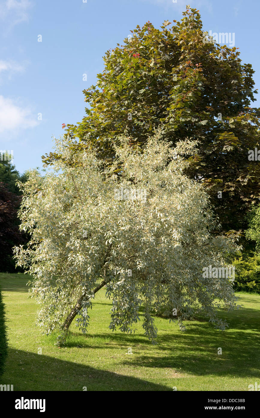 Il fogliame grigio di Elaeagnus angustifolia Quicksilver contrastando contro altri giardino arbusti e alberi Foto Stock