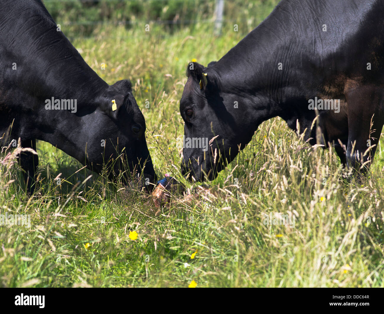 dh COWS UK due Aberdeen Angus crossbreed mucche lecca appena nata di vitello neonato Foto Stock