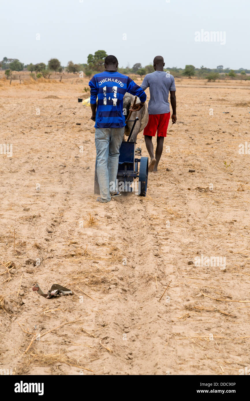 Il miglio di coltivazione. Utilizzando un suolo Ripper, compost e fertilizzante può essere collocato rapidamente in lunghe file in attesa di semi. Foto Stock