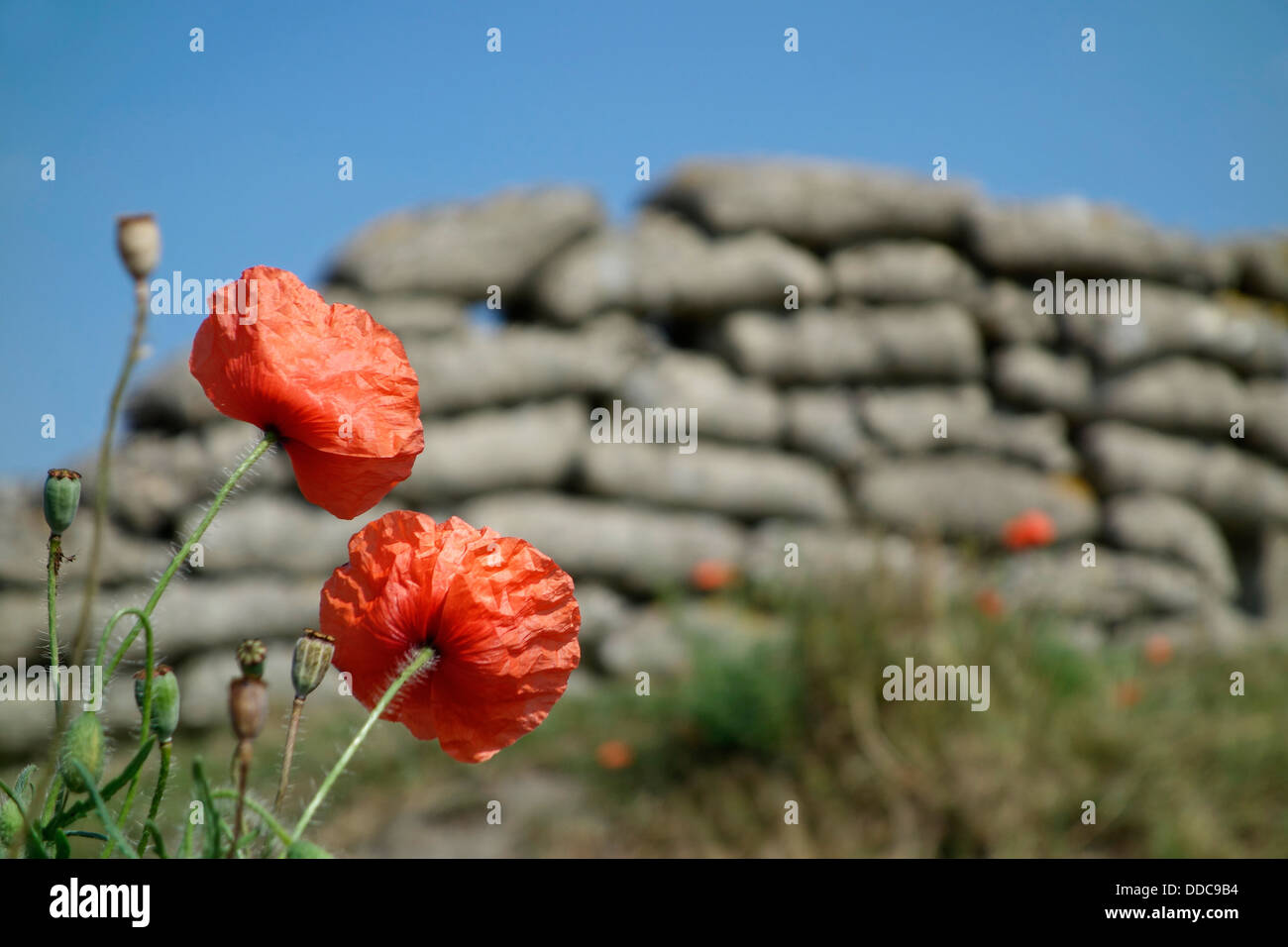 Il papavero cresce su sacchi di sabbia della Prima Guerra Mondiale una trincea a WW1 battlefield in Fiandra occidentale, Belgio Foto Stock
