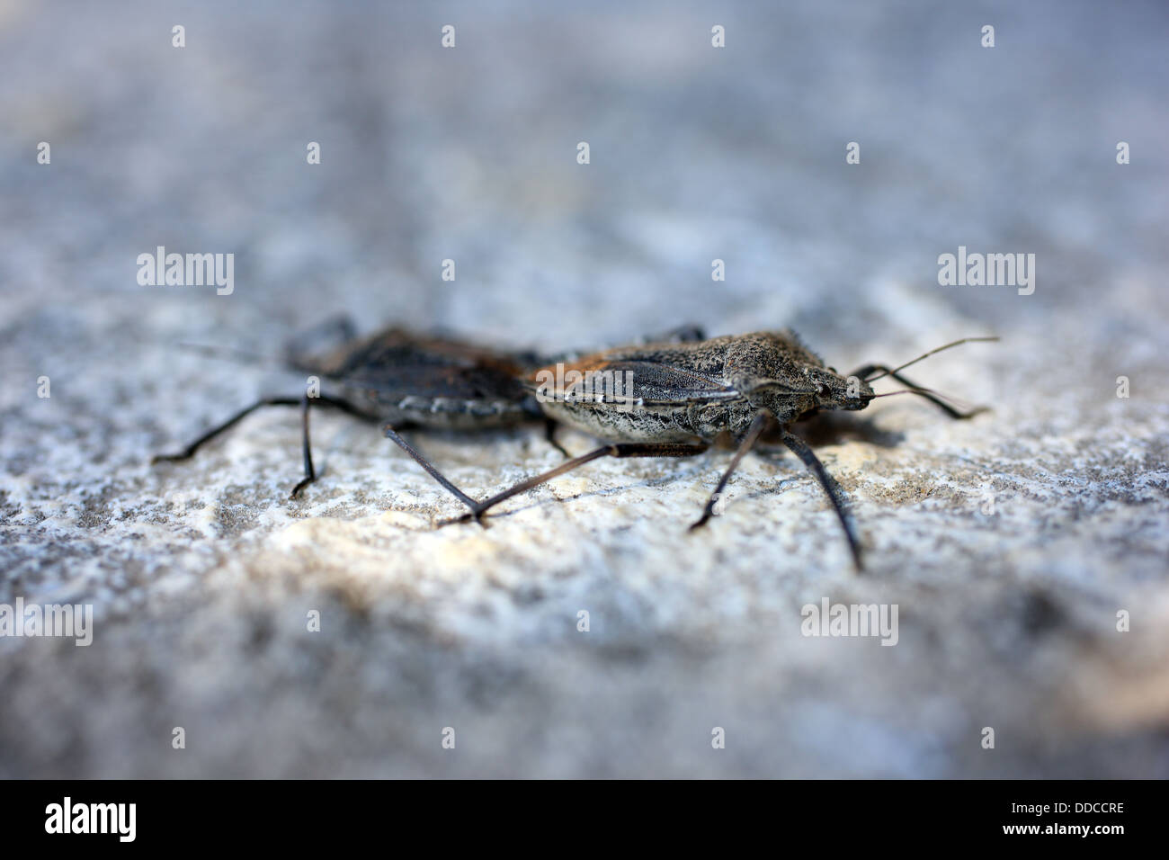 Il fetore di accoppiamento bugs (Pentatomidae) Foto Stock