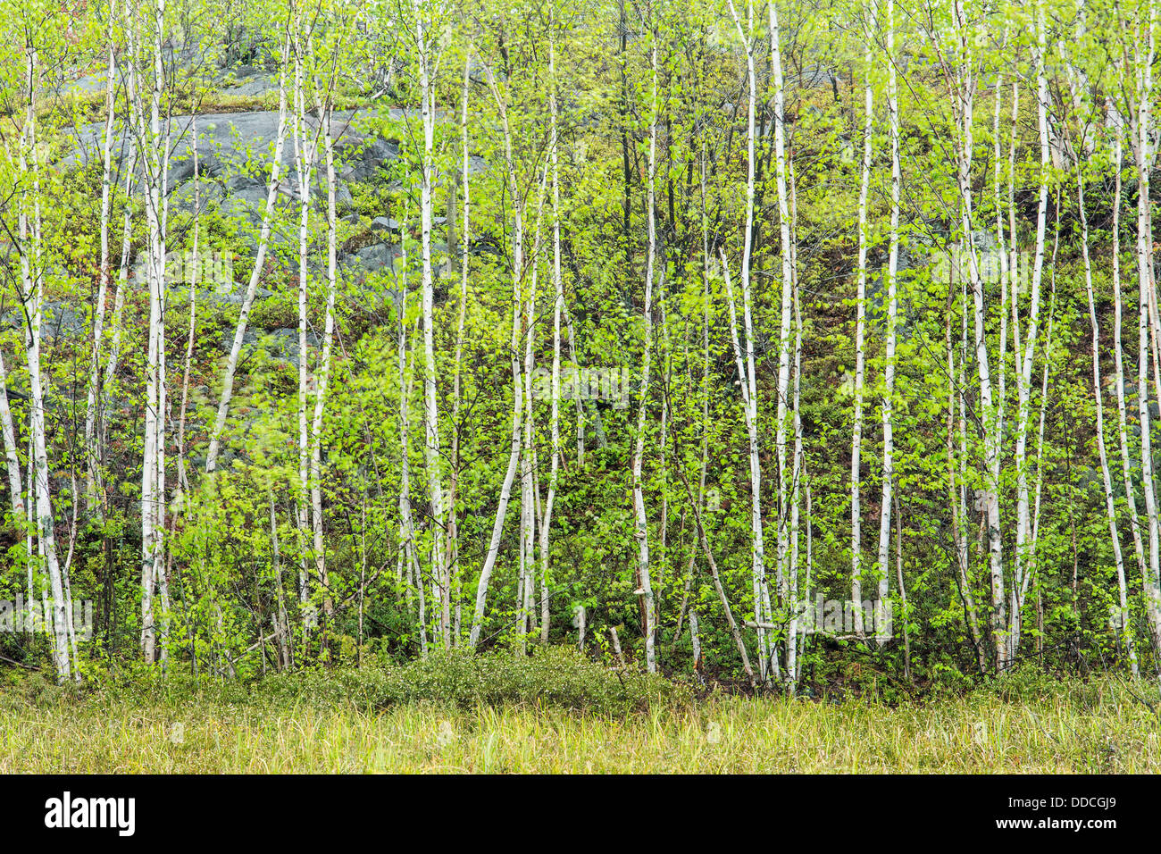 Un supporto di betulla in primavera, vivace, Ontario, Canada. Foto Stock