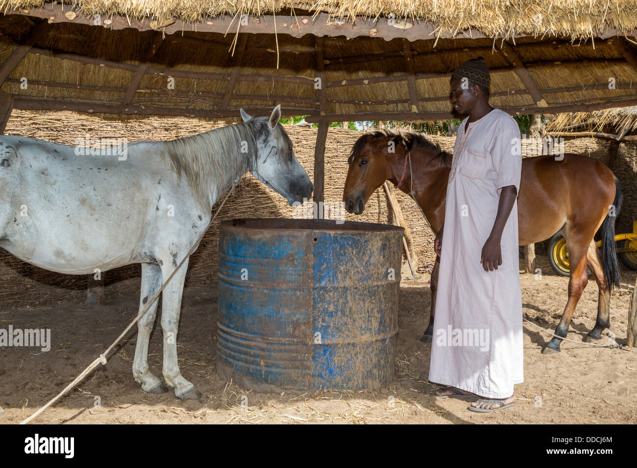 L'agricoltore senegalese e i suoi cavalli. Bijam, un Wolof Village, vicino a Kaolack, Senegal. Foto Stock