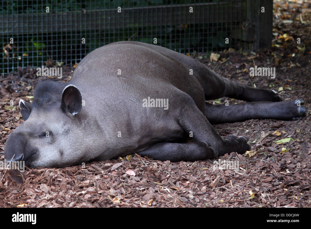 Un tapiro gode e pomeriggio posponi presso lo Zoo di Bristol. Foto Stock