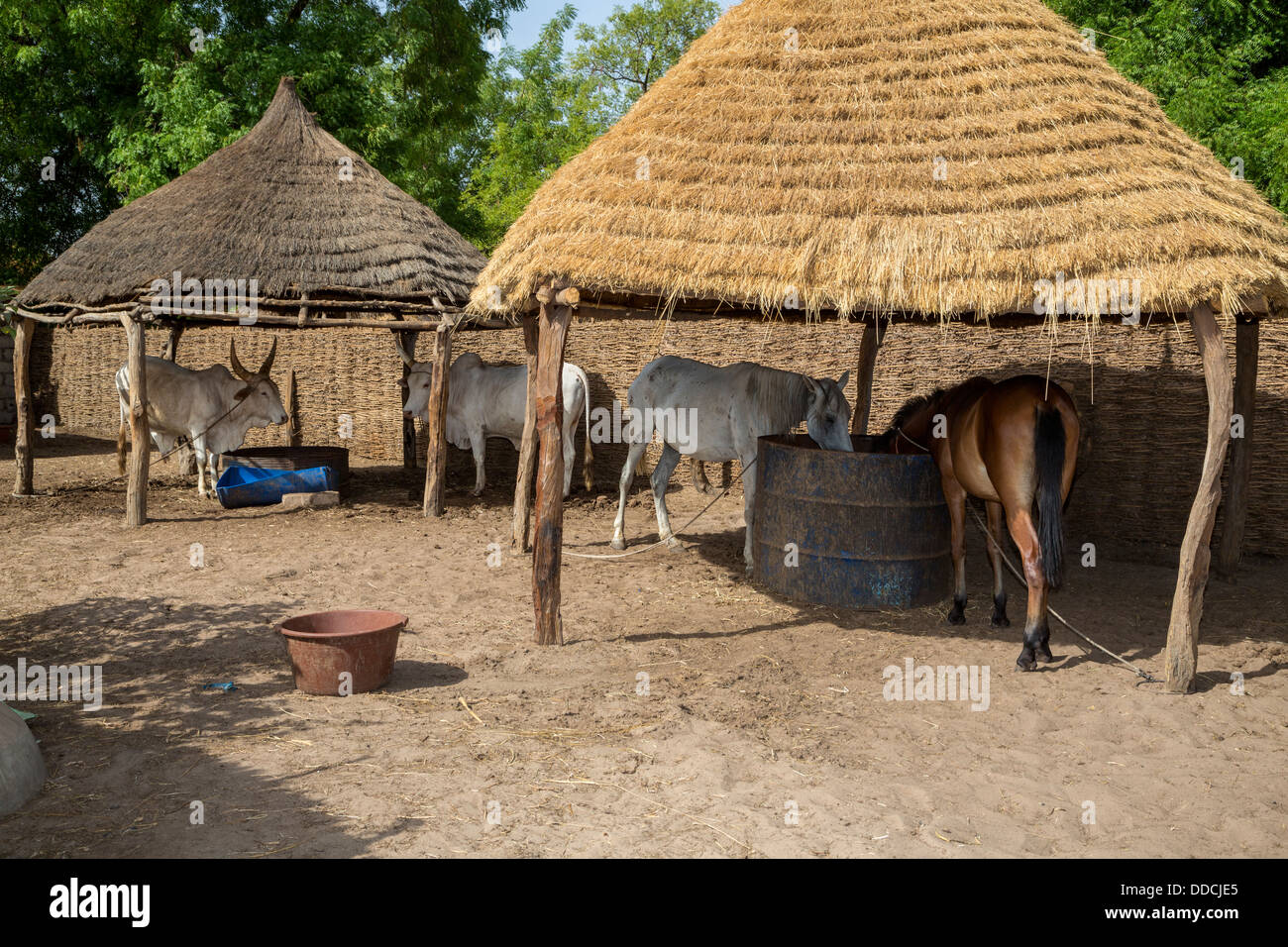 Un agricoltore Senegalese di capannoni allevamento di cavalli e bovini. Bijam, un Wolof Village, vicino a Kaolack, Senegal. Foto Stock