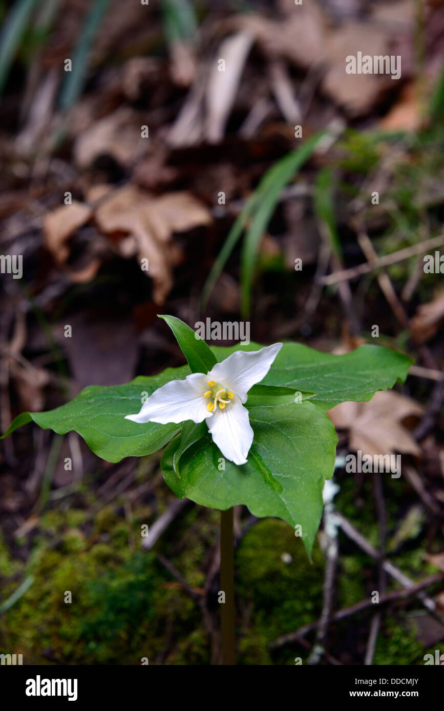 Trillium grandiflorum wake robin fiore bianco fiore primavera closeup fogliame verde fiori foglie di piante perenni boschi ombrosi ombra Foto Stock