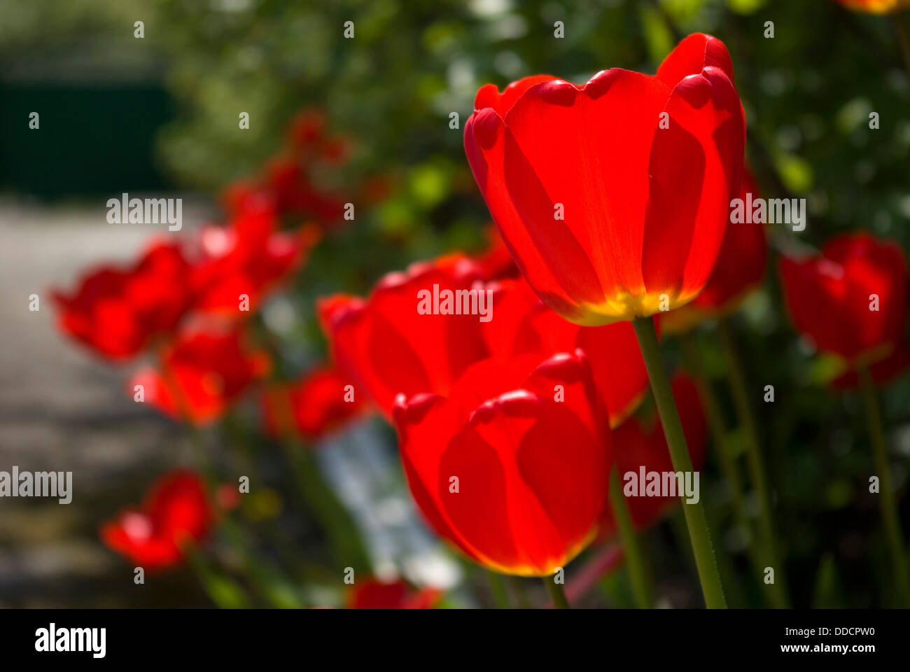 Tulipani rossi Foto Stock